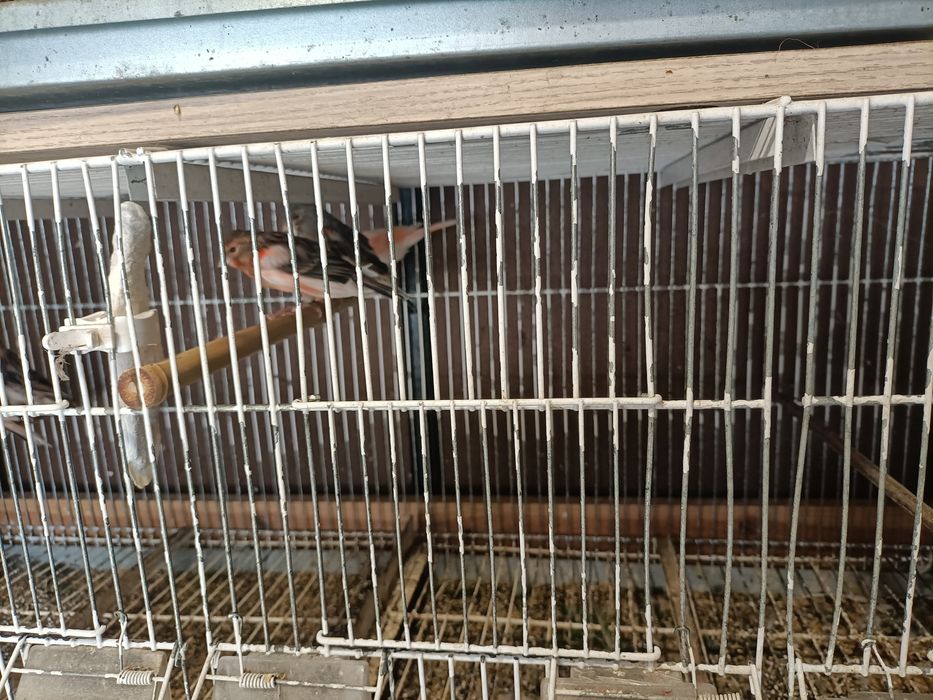 Canários várias raças