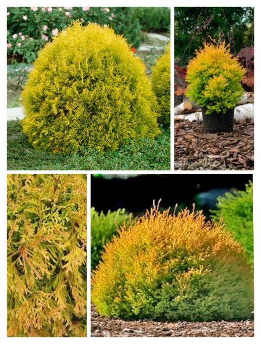 Ялинки: "Conica",  Дейзі Уайт, Десембер,  Барбарис,  Туя Рейнголд