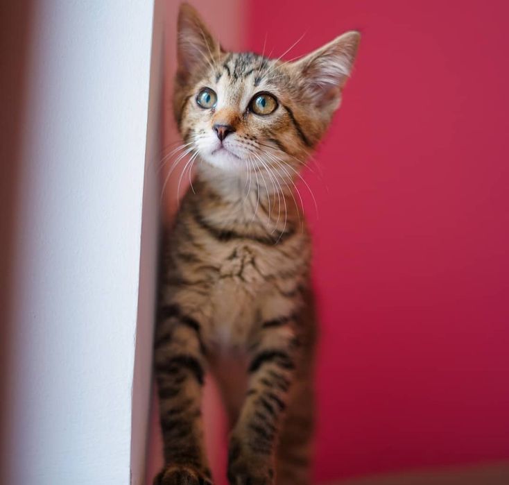 Тигровые котята бесплатно