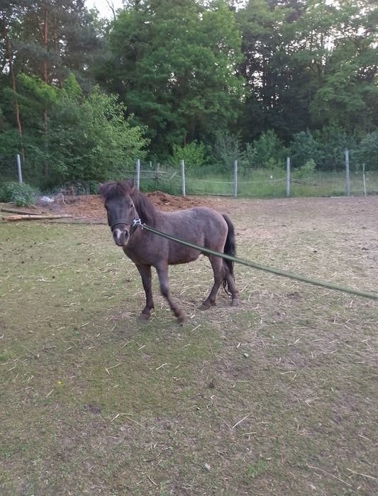 Sprzedam 2 letniego konia kuc ogier