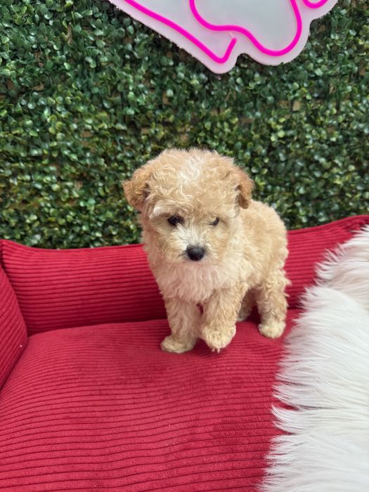 Міні мальтипу ф1