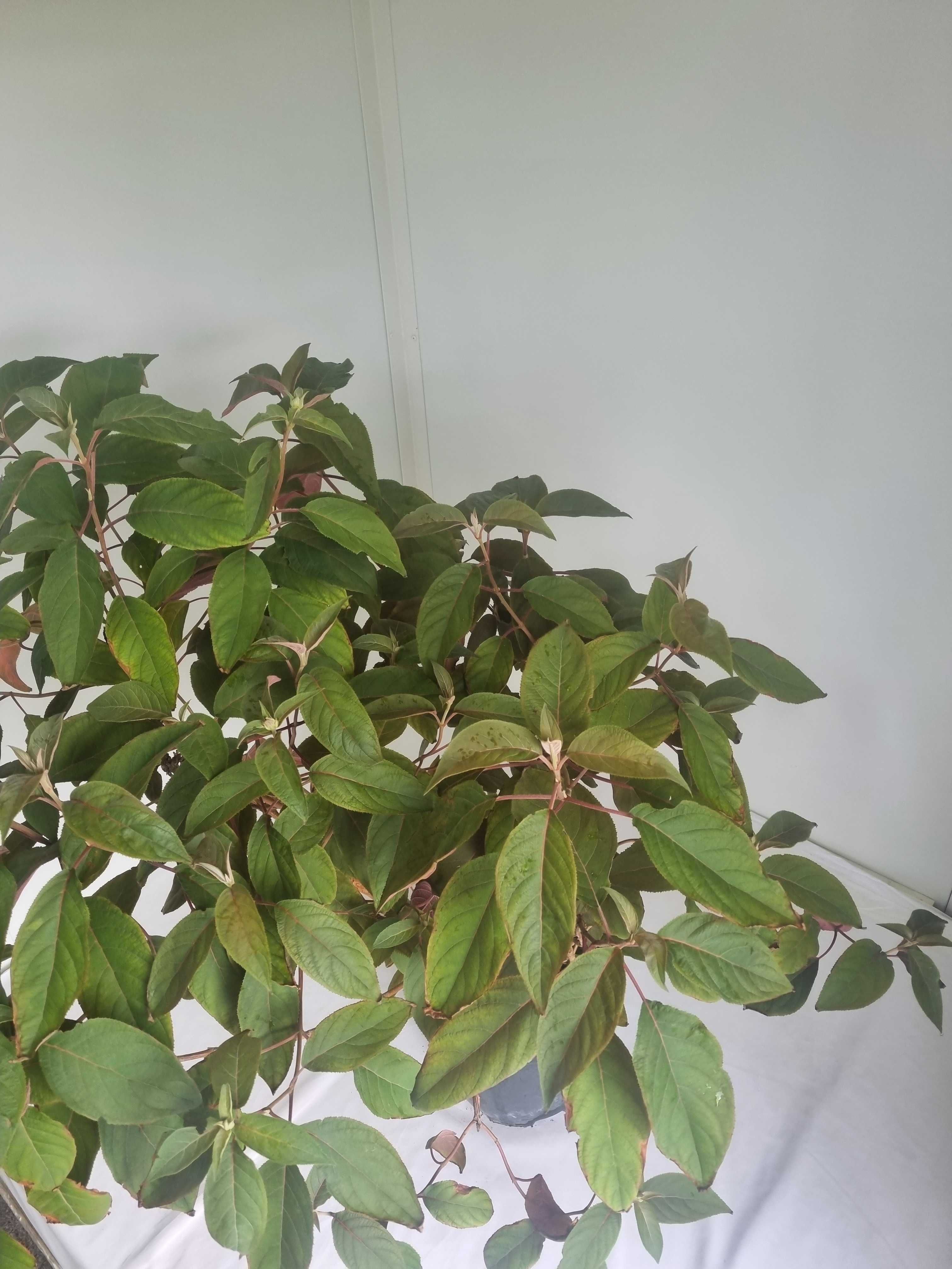 Hortensja Aspera ‘Hot Chocolate’ – Wys. 130 cm, Doniczka 7L