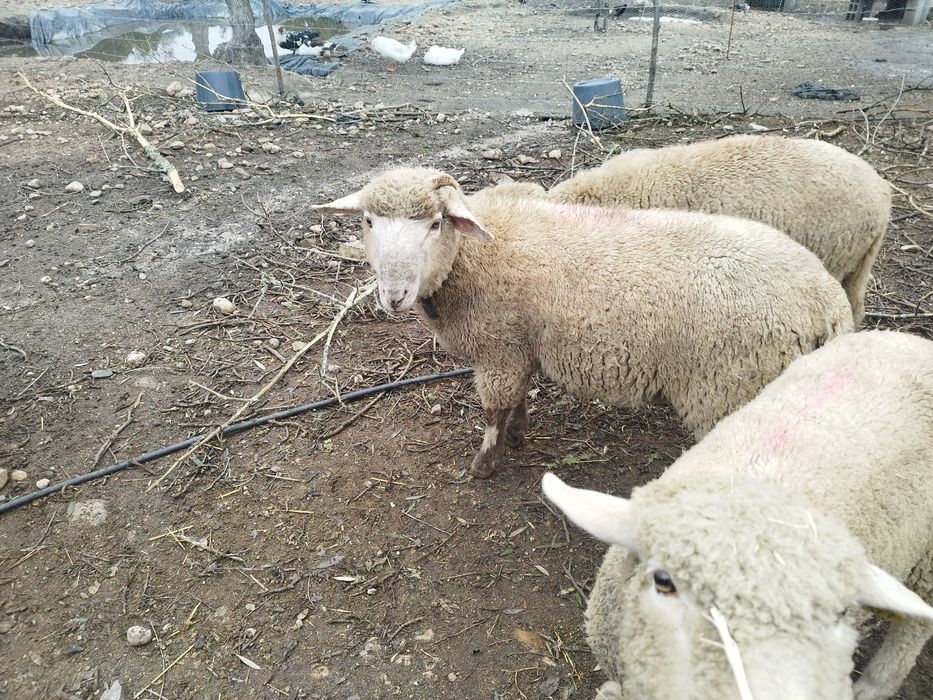 Borregos com 7 meses