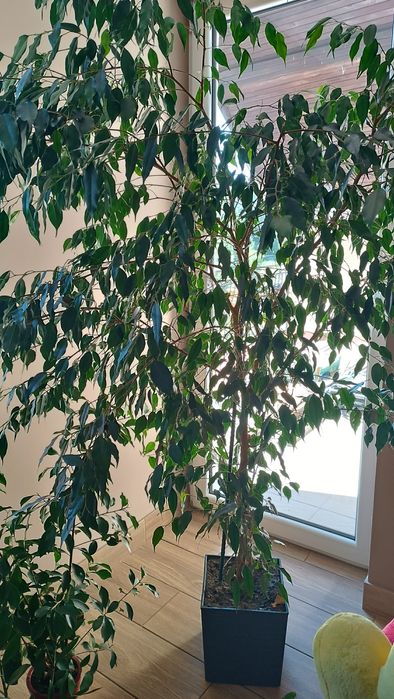 Fikus Benjamin piękny