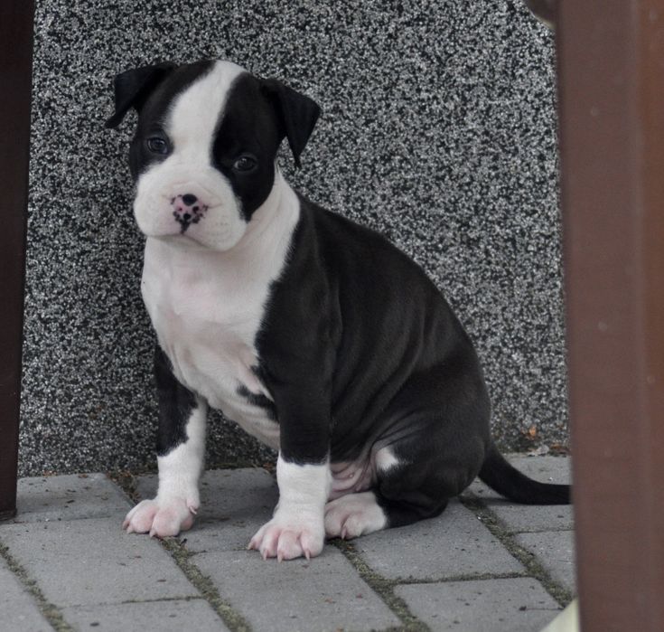 Amstaff American Staffordshire Terrier ZKWP/FCI piesek po championach