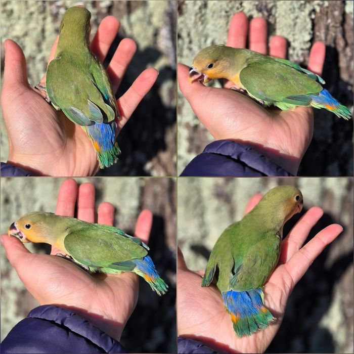 Agapórnis Domesticados