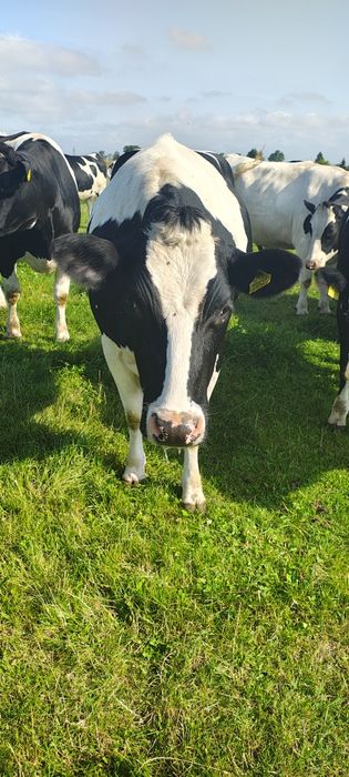 jałówki na sprzedaż