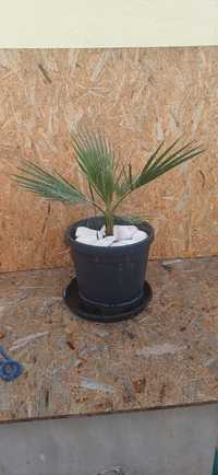 Palmeiras Washingtonia