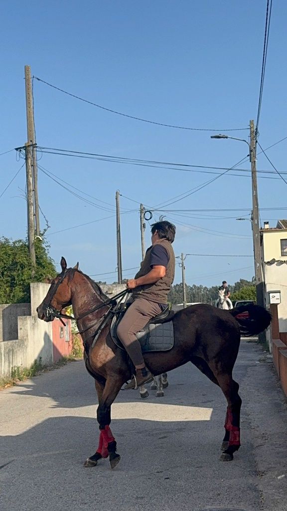 Cavalo montado e engatado