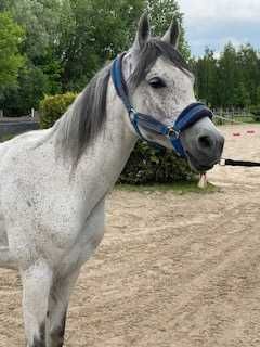 Galel Al Khalediah 8 letni wałach arabski