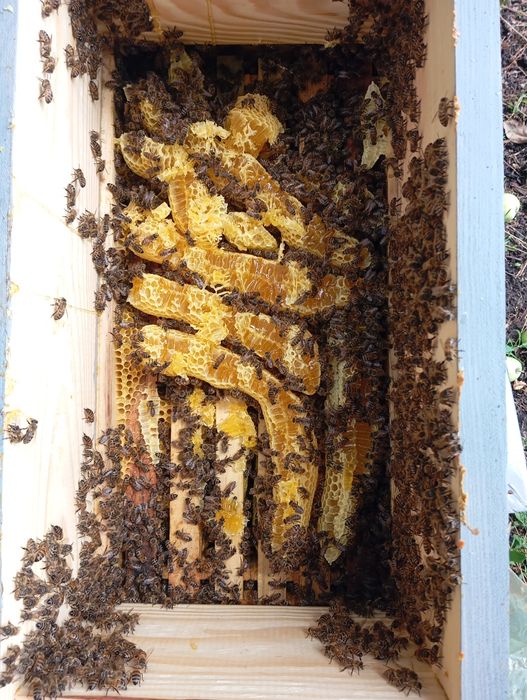 Продам  бджоло-пакети 2026