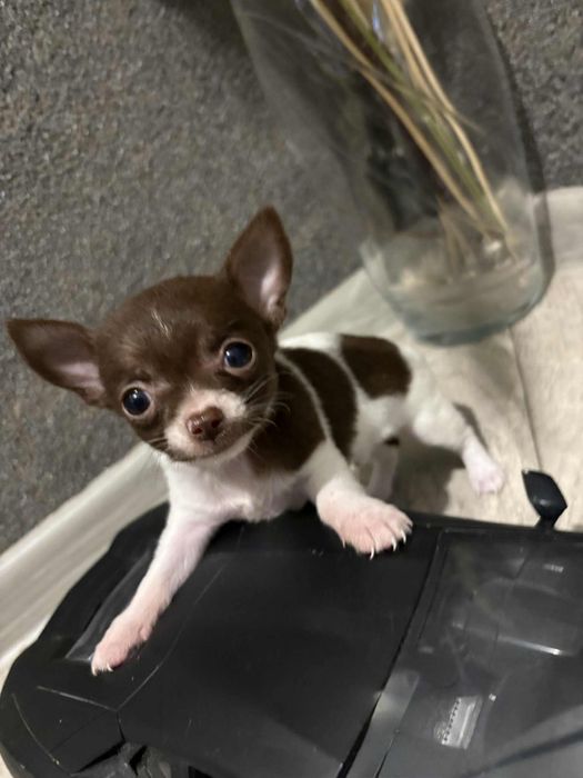 Chihuahua chlopczyk xxxs