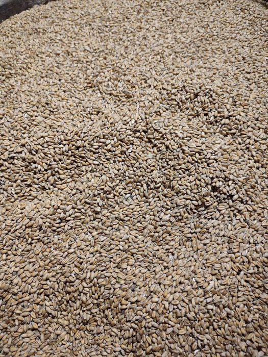 Продам зерно пшениці