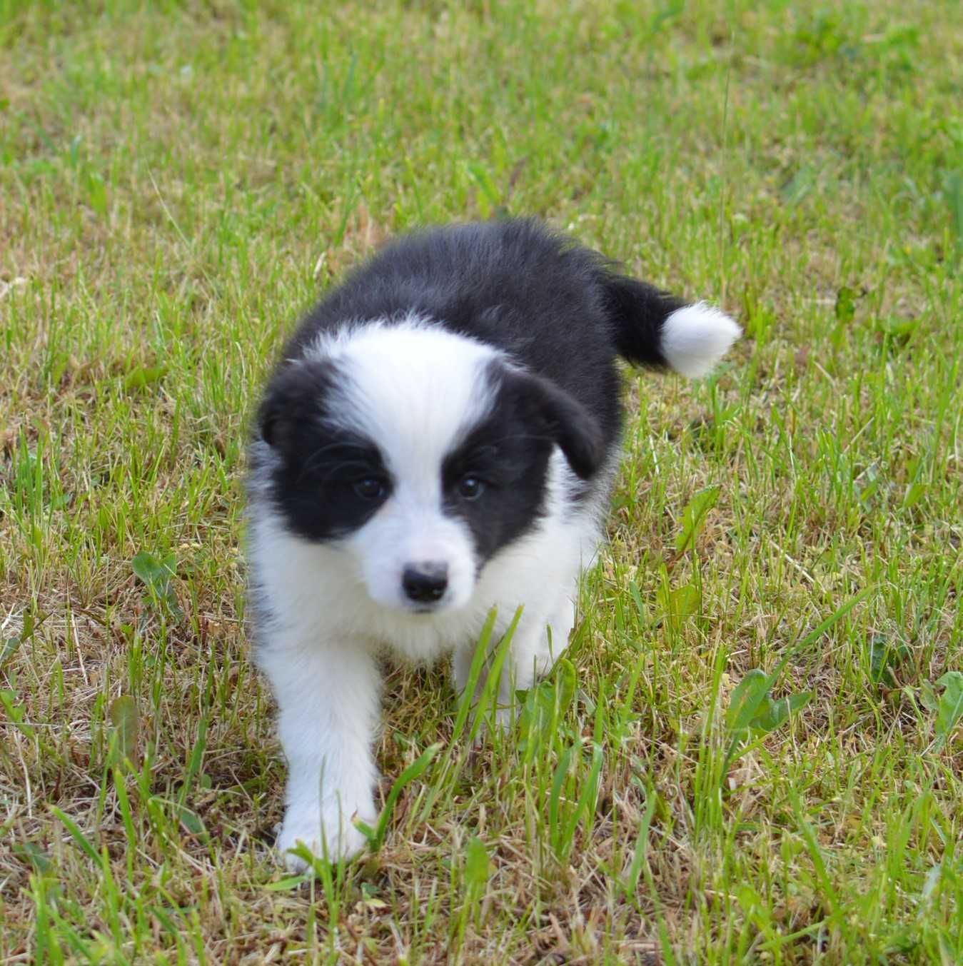 Piesek Border Collie ZKwP FCI do odbioru