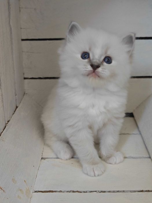 Ragdoll cudny kociak z rodowodem FPL