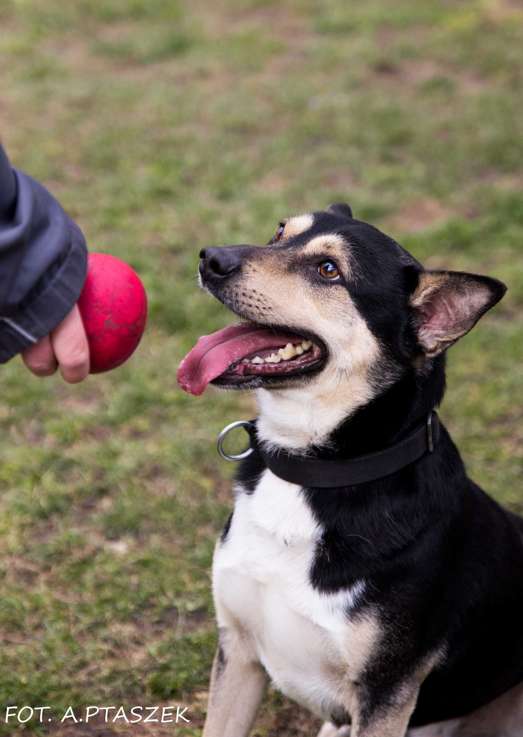 Rico - trzyletni piesek do adopcji