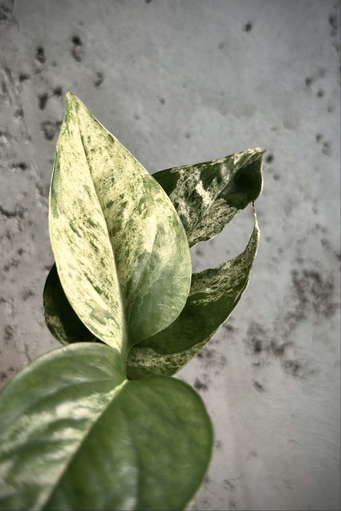 Epipremnum pinnatum variegata ‚Marble King’ - kolekcjonerskie Epi