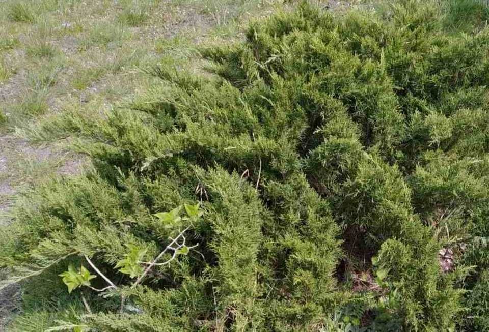 Можжевельник казацкий