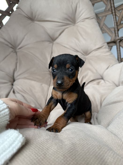 Цуценятка цвергпінчер