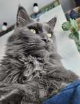 Oddam dwa kocury rasy Maine Coon – 10 lat
