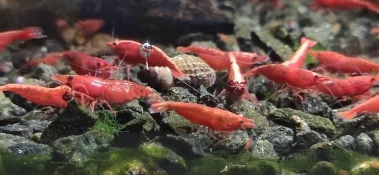 Neocaridina Red Fire