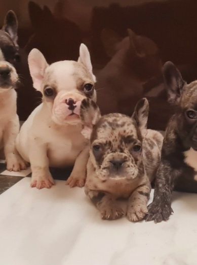 Мерле хлопчик, білопалева дівчинка.