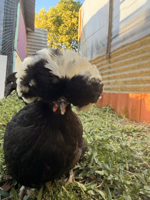 Quadra Polish/Paduana - 1 galo e 3 galinhas