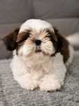 Shih-tzu, chlopiec/ piekny czerwony kolor ZKwP/FCI