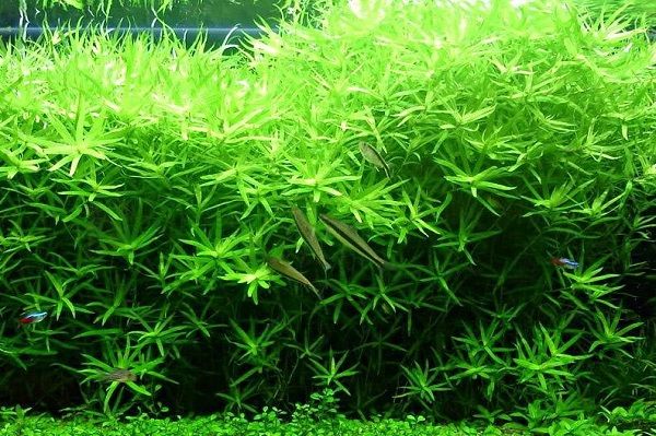Heteranthera zosterifolia HETERANTERA PASKOWANA in vitro