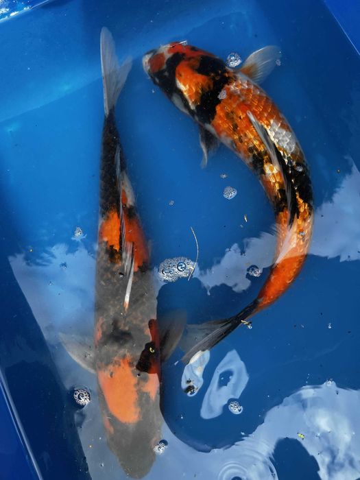 Oryginalne karpie koi