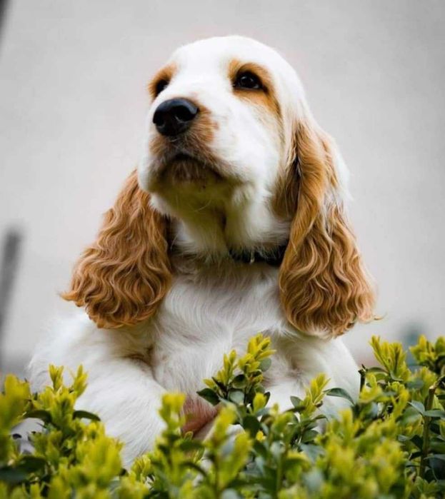 Cocker Spaniel Inglês LARANJA RUÃO com LOP e AFIXO