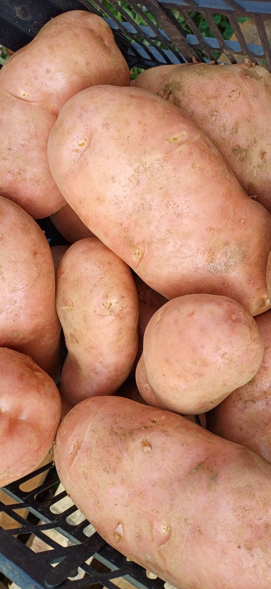 Batata nova. Casca vermelha, polpa branca.