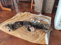 Gatinhos para doar