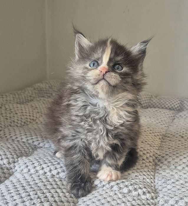 Szylkretowa kotka rasy Maine coon!