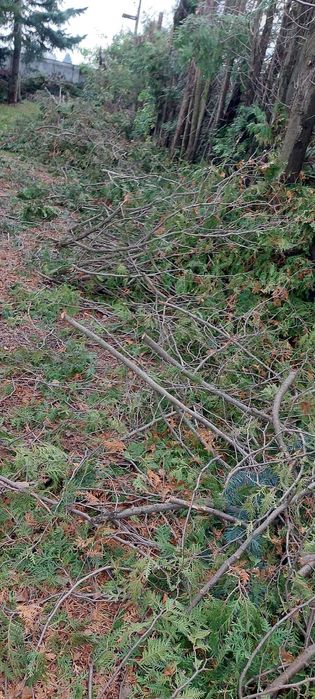 Drewno, drzewo, gałęzie z obcinki tui, thui oddam za darmo