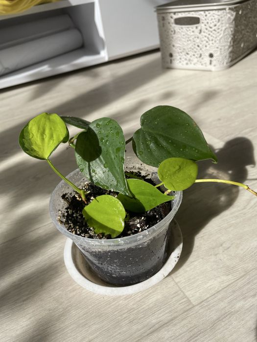 Філодендрон мікс. Heart Leaf philodendron