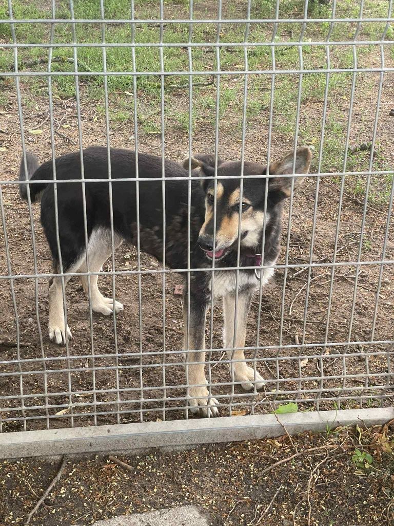 Pies do adopcji - Grażynka