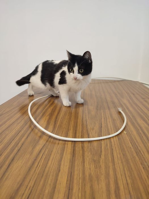 Gato para adoção com cerca de 5 meses