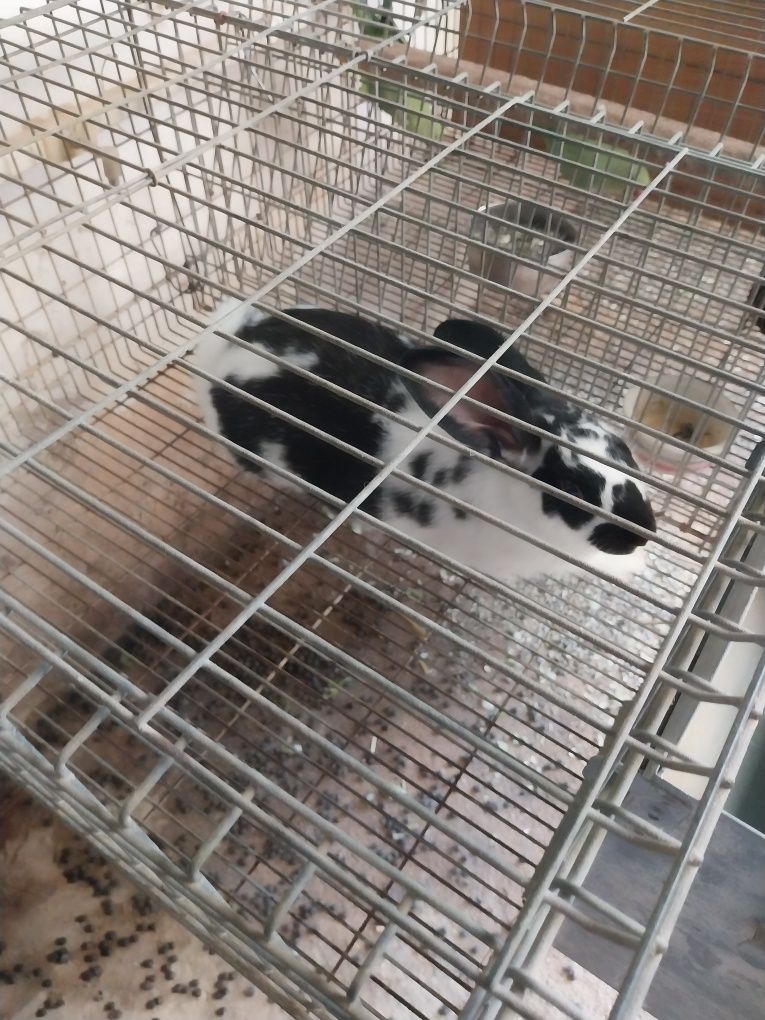 Vendo coelhos caseiros
