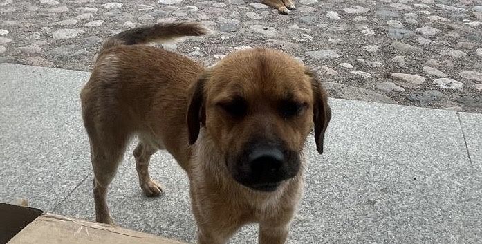 zaginal piesek z obrożą