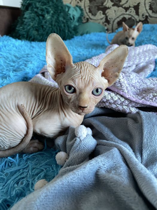 продам котят сфинкс