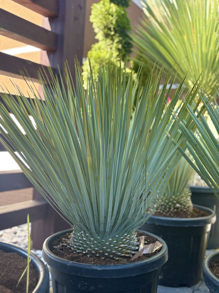 Piekna YUCCA ROSTRATA *różne wysokości*