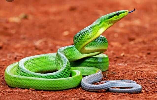 Полоз изумрудный смарагдовый змея не опасная