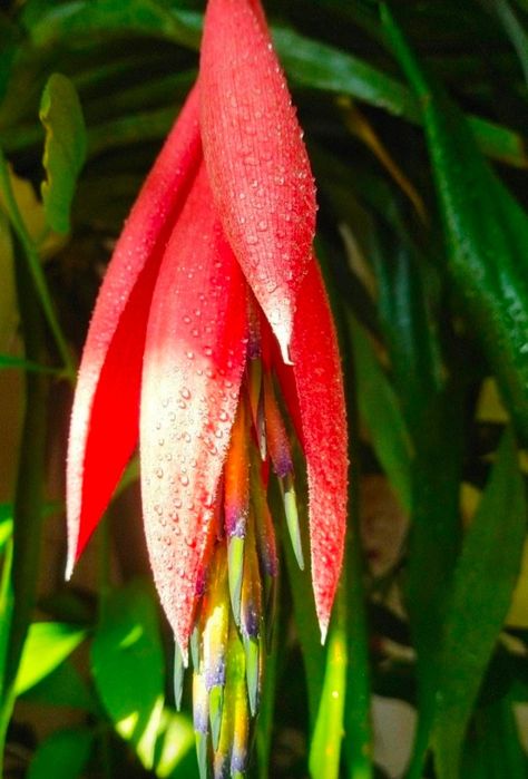 Бильбергия      .