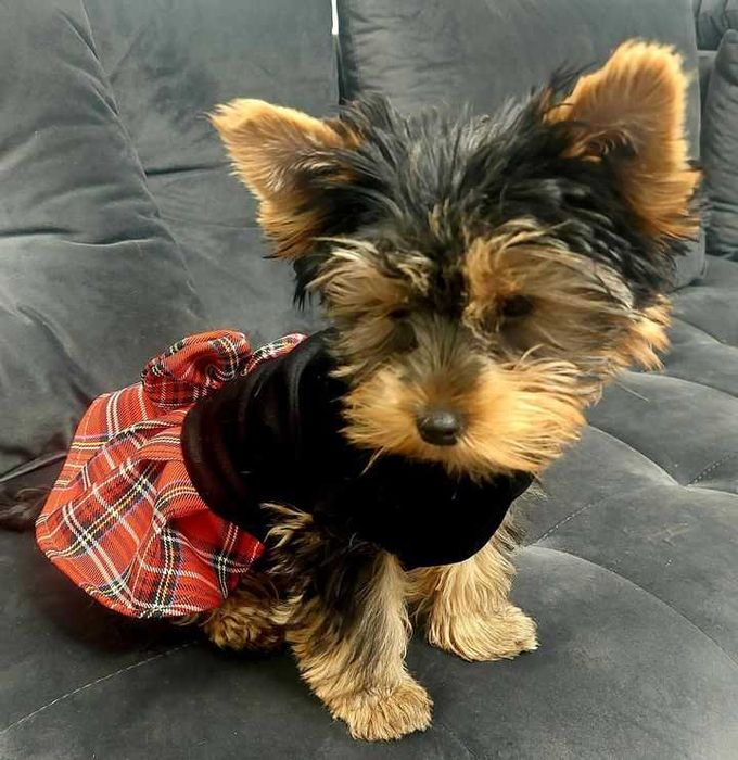 Sukienka ubranko dla papilon york shihtzu szyte na miarę