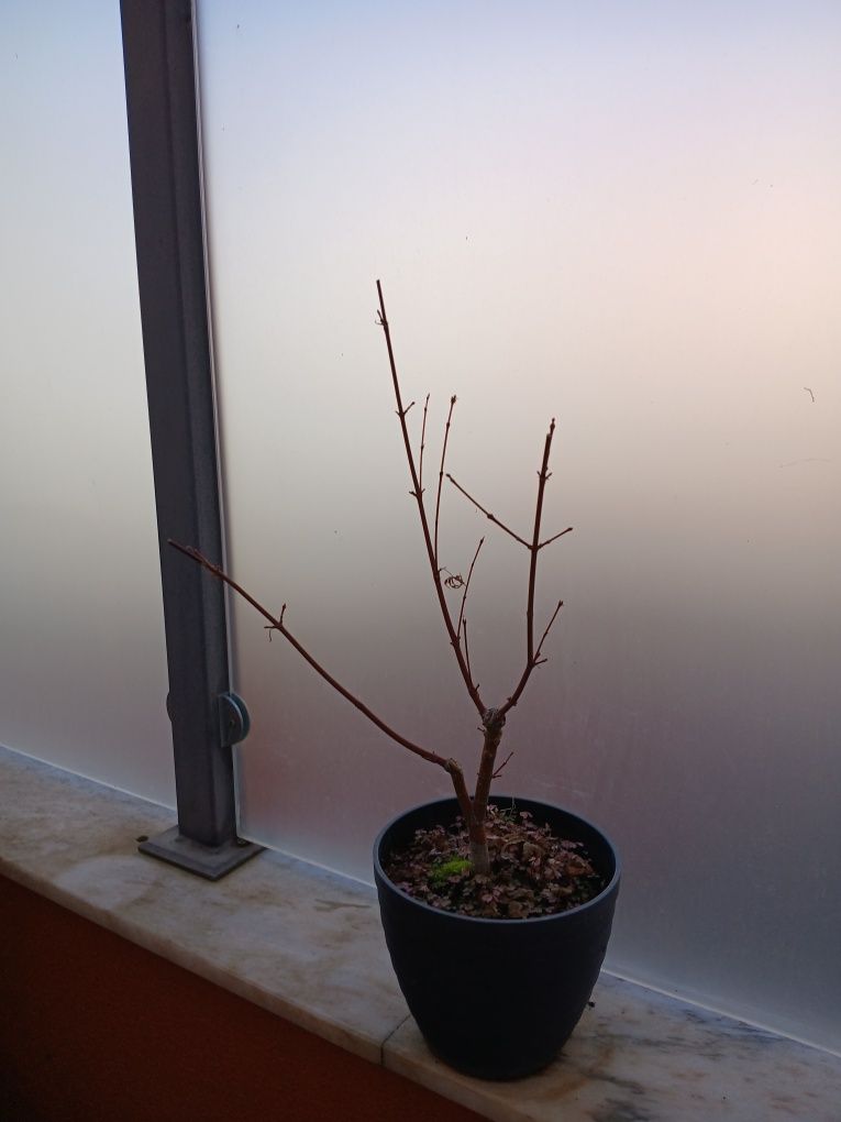 Mudas e para bonsai