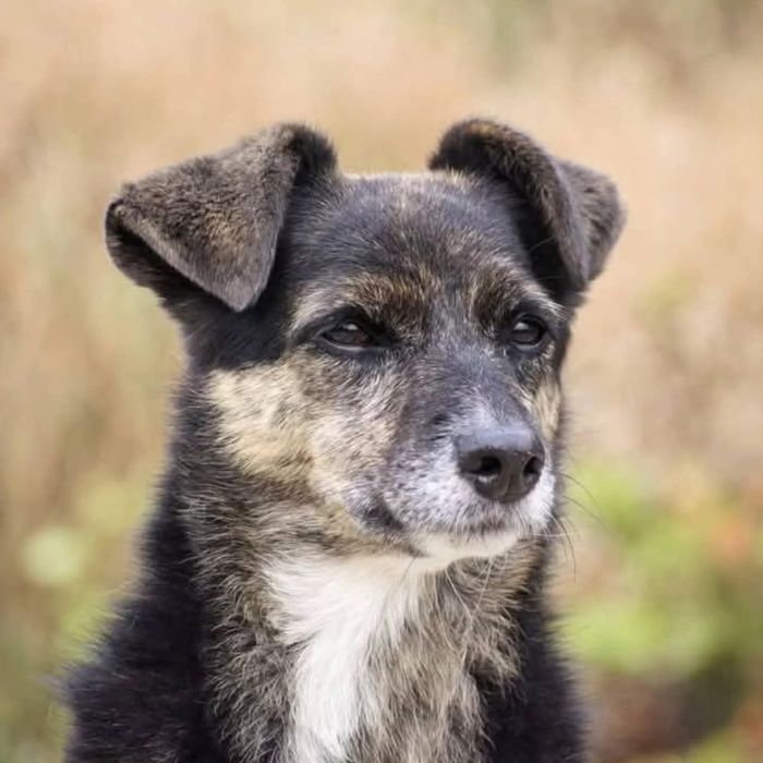 Spokojna suczka szuka domu