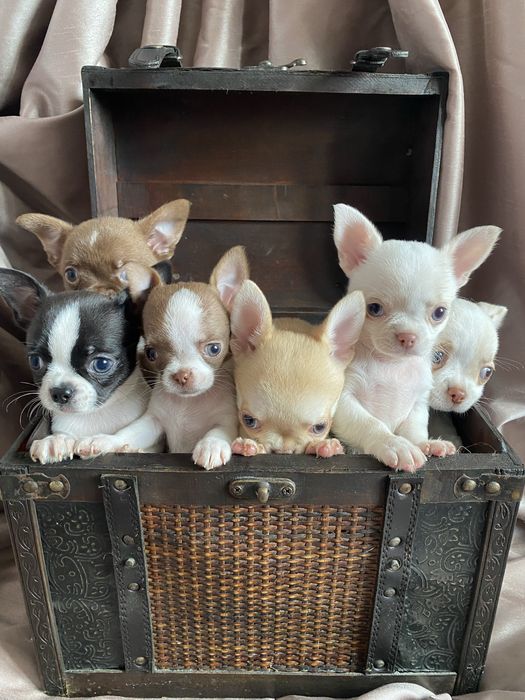 Чихуахуа щенки  , чишки