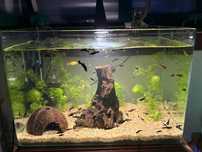 Vendo aquário barato novinho + tronco
