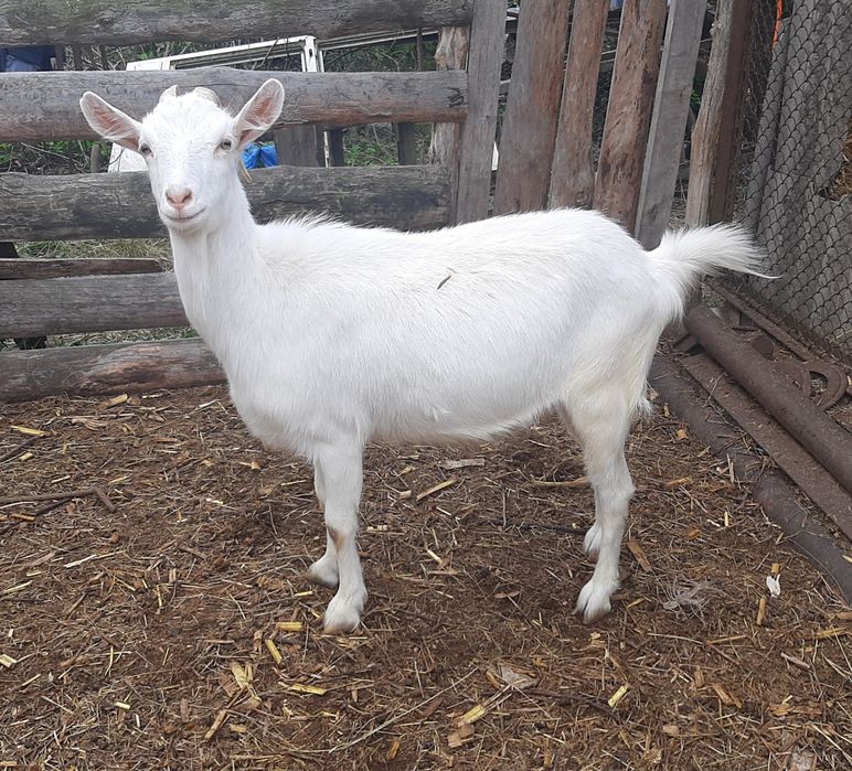 Заано-альпийские козы.